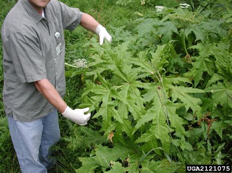 Giant Hogweed Heracleum Mantegazzianum Apiales Apiaceae 2121075