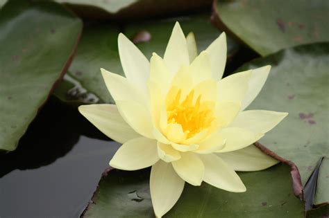 We did not find results for: Lotus Flower HD wallpapers | HD Wallpapers (High ...