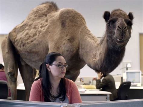 Geico of course is most well known for their but let's look at their breakout marketing hit last year with their hump day camel commercial , which currently has but geico also delivered a great ad that happened to work well with the youtube sharing format, and. People Share GEICO's 'Hump Day' Ad Up To 2,500 Times More ...