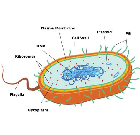 Prokaryotic Cell Model Labeled Vrogue Co