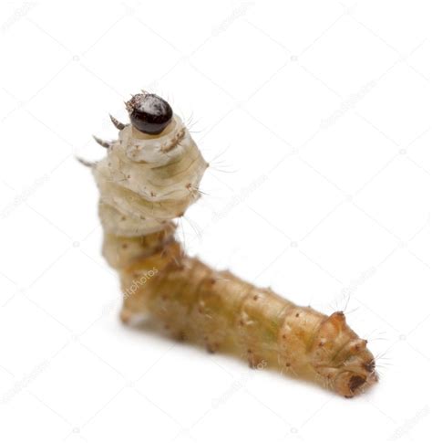 Silkworm Larvae Bombyx Mori Against White Background Stock Photo By