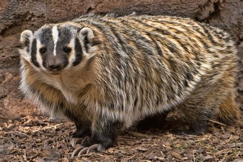 8 Surprising Facts About Badgers