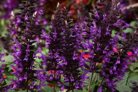 Salvia Purple And Bloom