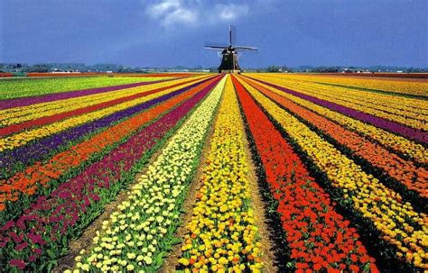 Tulpenveld The Netherlands Breathtaking Places Dutch Tulip Visit