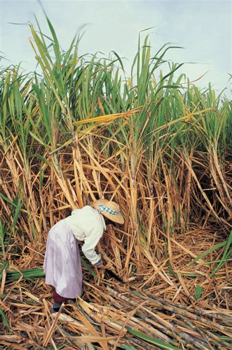How To Grow Sugar Cane From Seed Hunker
