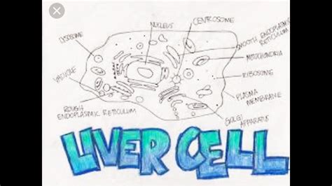 Easy Diagram Of Human Liver Cell By Tejbir Mand Youtube