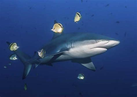 17 Galapagos Shark Facts Diet Size Attacks Range Storyteller Travel