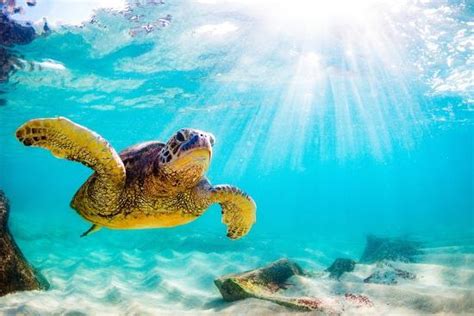 Endangered Hawaiian Green Sea Turtle Cruising In The Warm Waters Of