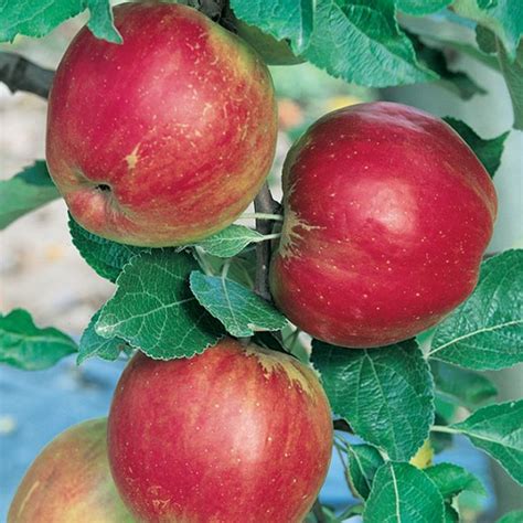 Apple Jonathan Dwarf - Garden World Nursery Online