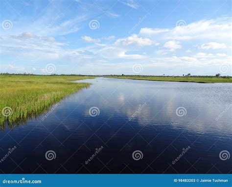 Pine Glades Natural Area In Florida Swamps Stock Image Image Of