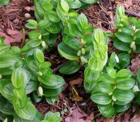 Fill your cart with color today! Polygonatum