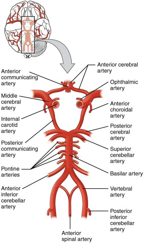 Circle Of Willis Medical Anatomy Anatomy And Physiology