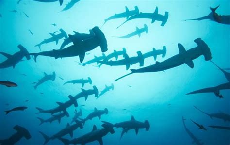 Top 10 Most Dangerous Sharks In The World Hubpages
