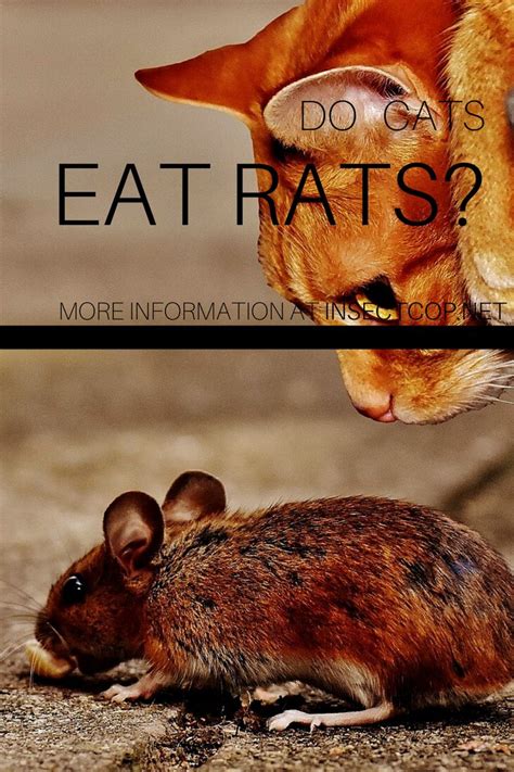 Do Cats Eat Rats In 2020 Rodent Control Rodents Cats