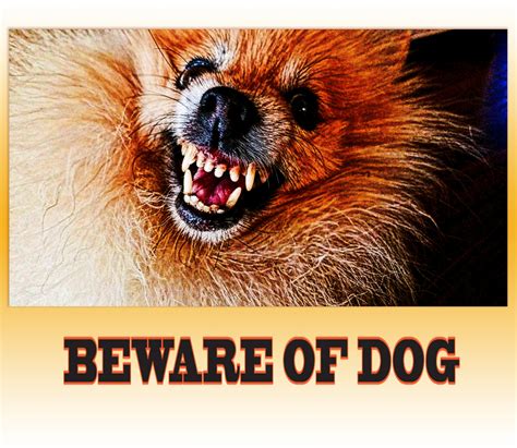 Beware Of Dog Sign Free Stock Photo Public Domain Pictures