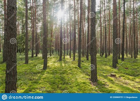 Pine Forest On A Sunny Day Stock Image Image Of Needle Green 230069751