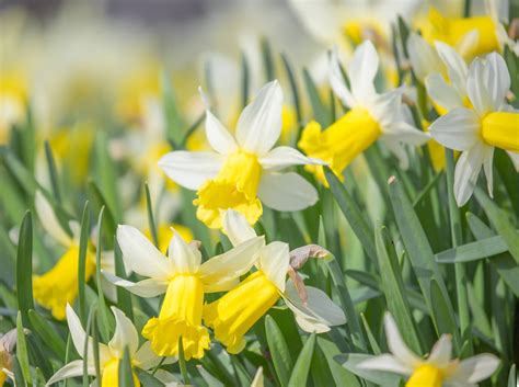 Download White Yellow Daffodils During Daytime Wallpaper