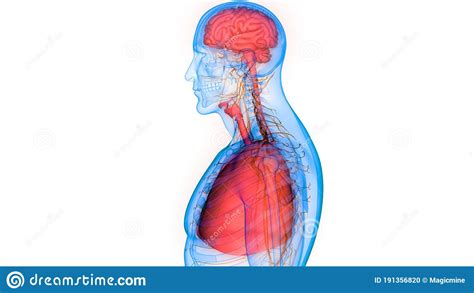 Poumons Humains D Organes Internes Avec L Anatomie Du Cerveau