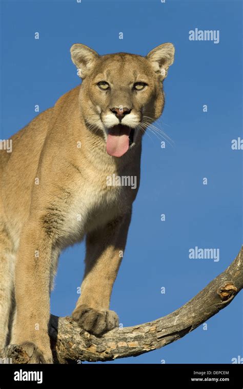 Pouncing Lion Hi Res Stock Photography And Images Alamy