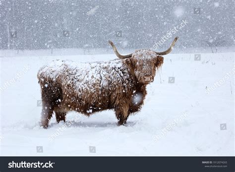 Cow Snowstorm Scottish Highland Cattle Winter Stock Photo 1912074265