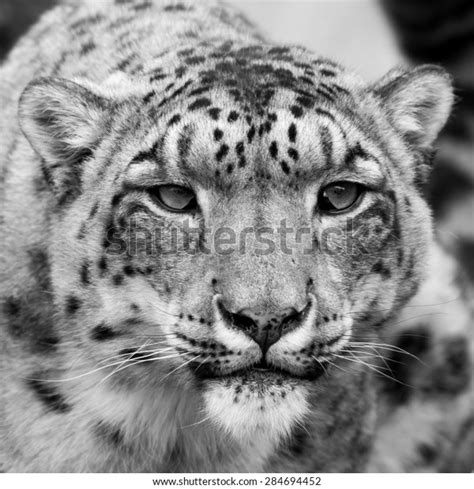 Snow Leopard Head Shot Close Black Stock Photo 284694452 Shutterstock