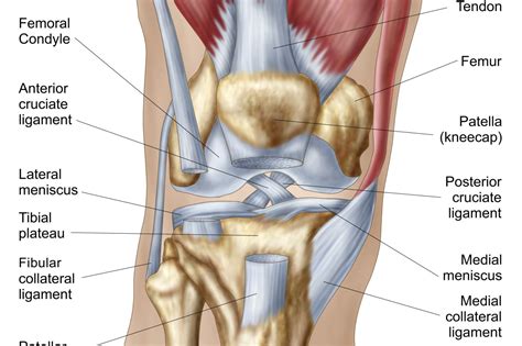 Causes Of Knee Pain By Location