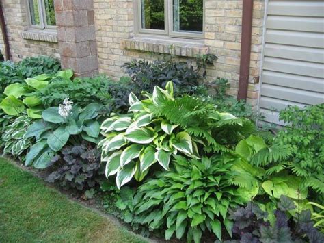 Hostas And Fernsneat Low Maintenance Always Maintains A Beautiful