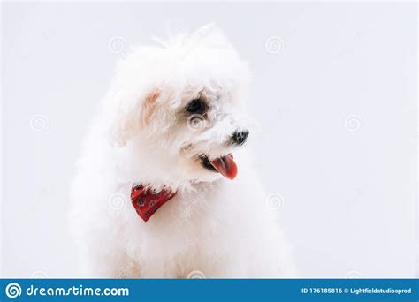 Dog With Red Bow Tie Stock Photo Image Of Panorama 176185816