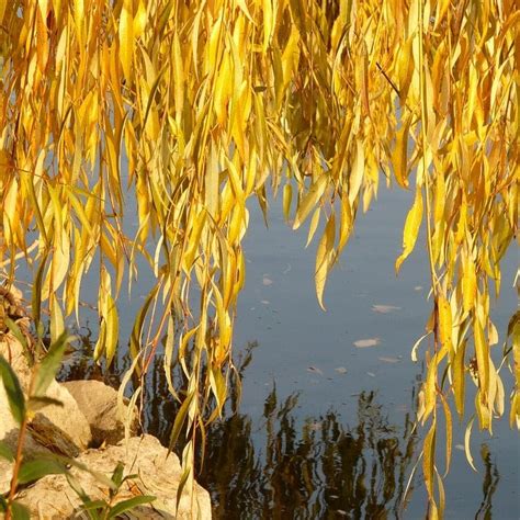 Golden Weeping Willow Tree Salix Chrysocoma Roots Plants