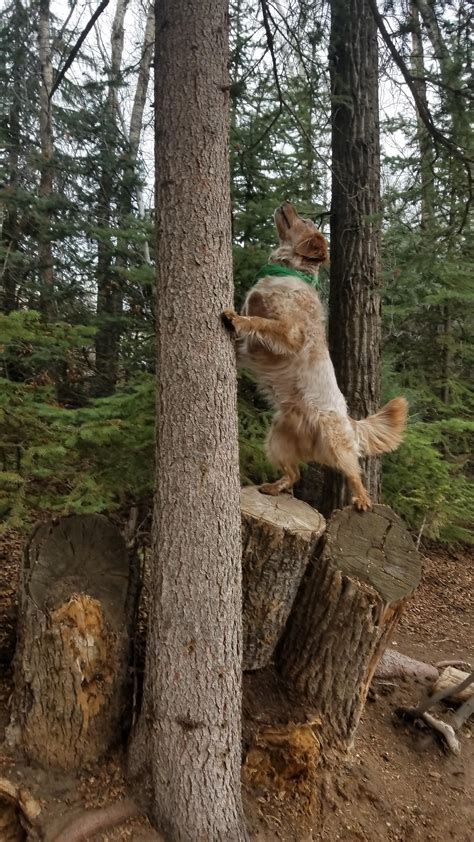 My Dogs Amazing Tree Climbing Skills Rdogpictures