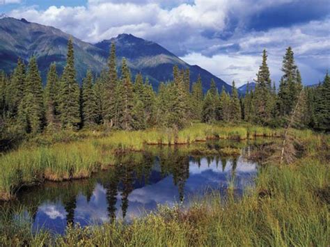 Boreal Forests May Be More Significant Carbon Sinks Than Rainforests