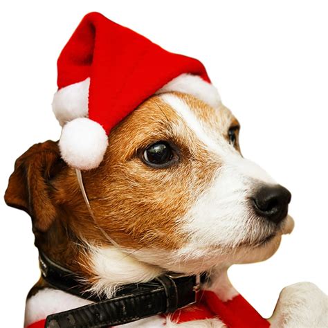 Christmas Dog Cute Santa Hat Christmas Hat Small Dog Santa Hats