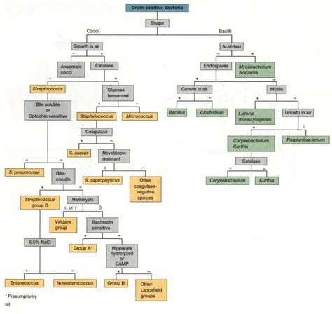 Identification Of Gram Positive Bacteria Microbiology Medical