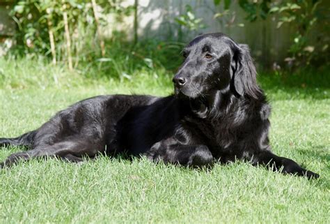 These colors range from cream, light golden to gold. Flat-Coated Retriever History, Personality, Appearance ...