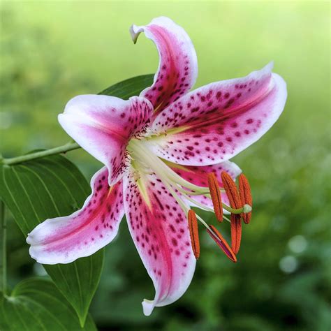 Fragrant Red Oriental Lily Bulbs For Sale Online Stargazer Easy To