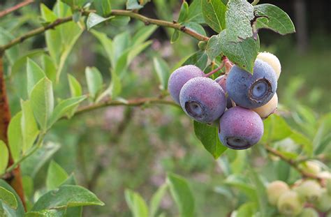 Plant And Grow Blueberries Successfully Important Steps Joe Gardener