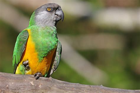 10 Best Parrot Pet Species Pet Comments