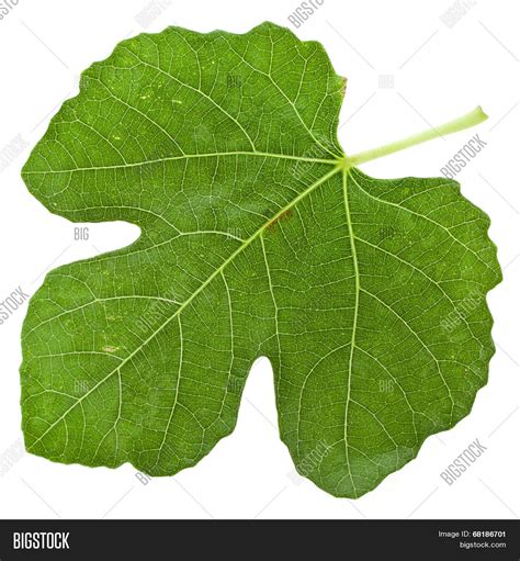 One Fig Tree Leaf Image And Photo Free Trial Bigstock