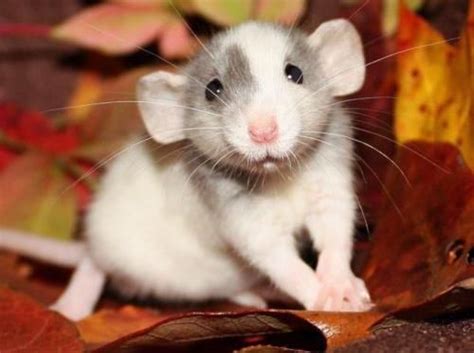 Keeping a pet dumbo rat. Pin by Kristina Topolski on So Much Cuteness | Cute baby ...