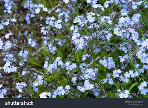 Closeup Myosotis Sylvatica Little Blue Flowers Stock Photo 2162420437