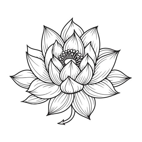 Lotus Flower Drawn By Hand Outline Sketch Drawing Vector Lotus Flower