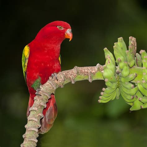 Parrot Encyclopedia Chattering Lory World Parrot Trust