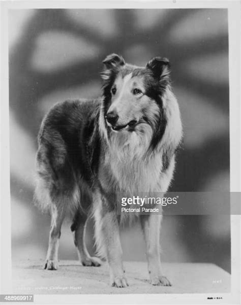 Lassie The Dog Photos And Premium High Res Pictures Getty Images