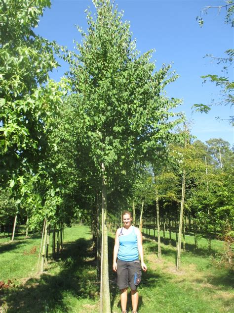 Cercidiphyllum Japonicum Katsura Tree Practicality Brown