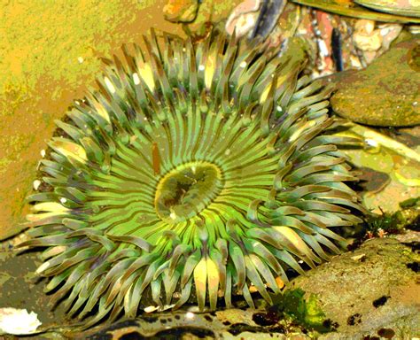 Eternal Youth Of Nature The Sea Anemone