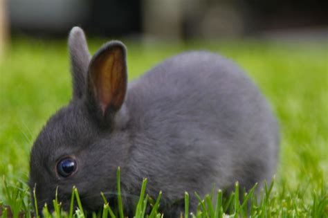 My Favorite Color Cute Animals Gray Bunny Animals