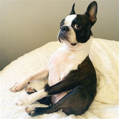15 Amazing Facts About Boston Terriers You Probably Never Knew Page 3