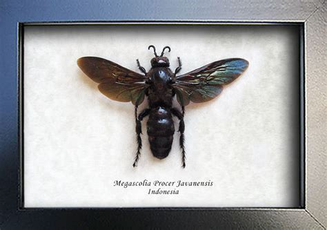 Giant Scoliid Wasp Megascolia Procer Javanensis Female Entomology