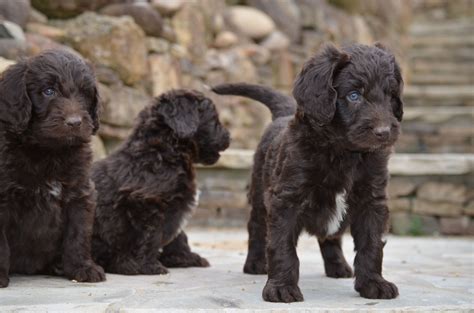 I0 portuguese water dog puppies for sale, 7 girls and 3 boys, born the 14th february, they will be ready to go to their forever home on the 11th april. Gorgeous Newfypoo puppies up for adoption! #newfiedoodle # ...