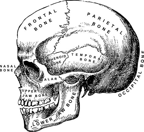 Large european vintage anatomy skeleton chart science educational diagram art $138.0. Clipart - Human Skull